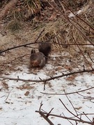 Eurasian Red Squirrel (Sciurus vulgaris)