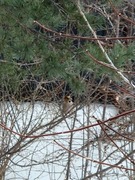 Hawfinch (Coccothraustes coccothraustes)