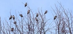 Bohemian Waxwing (Bombycilla garrulus)