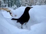 Svarttrost (Turdus merula)