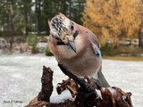 Nøtteskrike (Garrulus glandarius)