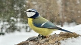 Blåmeis (Cyanistes caeruleus)