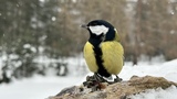 Kjøttmeis (Parus major)