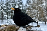 Svarttrost (Turdus merula)