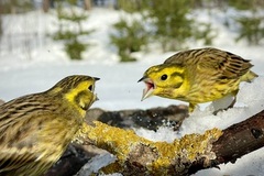 Yellowhammer (Emberiza citrinella)