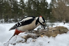 Great Spotted Woodpecker (Dendrocopos major)