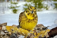 Yellowhammer (Emberiza citrinella)
