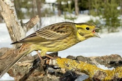 Yellowhammer (Emberiza citrinella)