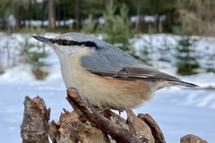 Nuthatch (Sitta europaea)