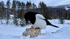Eurasian Magpie (Pica pica)