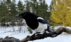 Eurasian Magpie (Pica pica)