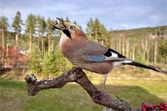 Nøtteskrike (Garrulus glandarius)