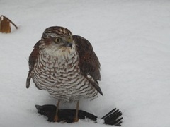 Spurvehauk (Accipiter nisus)