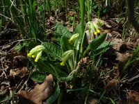 Marianøkleblom (Primula veris)