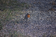 Rødstrupe (Erithacus rubecula)