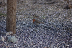 Rødstrupe (Erithacus rubecula)