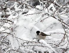 Løvmeis (Poecile palustris)