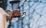 Kjøttmeis (Parus major)