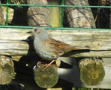Hedge Accentor (Prunella modularis)