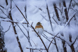 Bjørkefink (Fringilla montifringilla)