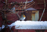 Rødstrupe (Erithacus rubecula)