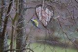 Blåmeis (Cyanistes caeruleus)