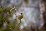 Grønnfink (Carduelis chloris)