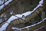 Gråspurv (Passer domesticus)