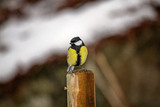 Kjøttmeis (Parus major)