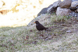 Svarttrost (Turdus merula)