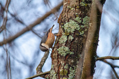 Nuthatch (Sitta europaea)
