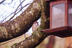 Eurasian Tree Sparrow (Passer montanus)