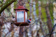 Eurasian Bullfinch (Pyrrhula pyrrhula)