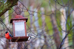 Marsh Tit (Poecile palustris)