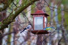 Blue Tit (Cyanistes caeruleus)