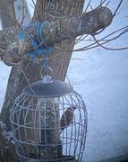 Eurasian Tree Sparrow (Passer montanus)