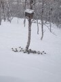 Grønnfink (Carduelis chloris)