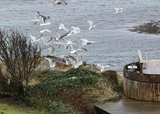 Gråmåke (Larus argentatus)