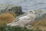 Polarmåke (Larus hyperboreus)