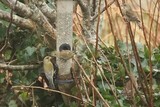 Grønnfink (Carduelis chloris)