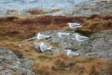 Gråmåke (Larus argentatus)