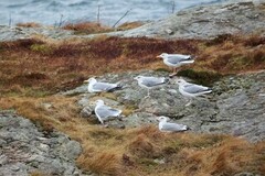 Gråmåke (Larus argentatus)