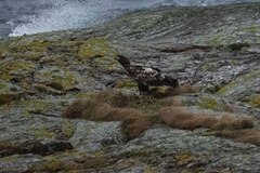 White-tailed Eagle (Haliaeetus albicilla)