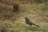 Rødstrupe (Erithacus rubecula)