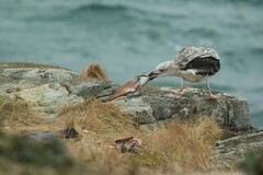 Svartbak (Larus marinus)