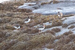 Tjeld (Haematopus ostralegus)