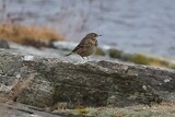 Skjærpiplerke (Anthus petrosus)