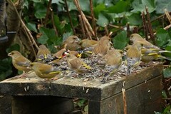 European Greenfinch (Chloris chloris)