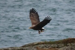 White-tailed Eagle (Haliaeetus albicilla)
