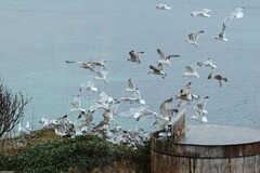 Herring Gull (Larus argentatus)